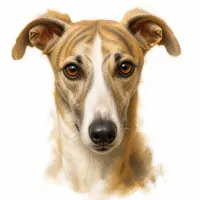 Whippet
