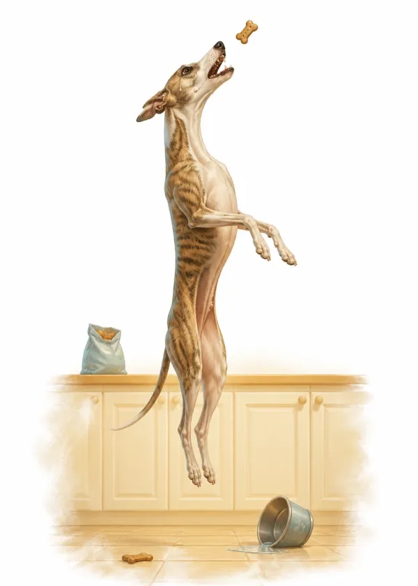 A brindle Whippet leaping straight up in a kitchen to catch a dog biscuit in mid-air